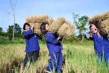 671125 นร.ม.4 ไปขนฟาง บ้านสสธ.ฟาร์ม อ.เดชอุดม 6.jpg