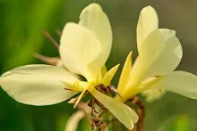 เหลืองธรรมดา Tropical yellow 1.jpg
