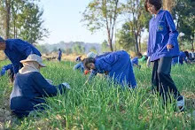 671217 สสธ.และชาวชุมขนไปถอนหญ้า แปลงหอมกระเทียม สวน 255 118.jpg
