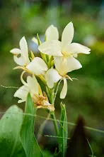 680313 ดอกพุทธรักษาที่หน้าป้ายสวนครอบครัวน่ารัก 7.jpg