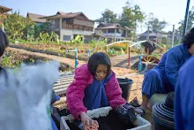 680608 สมุนพระรามเก็บเมล็ดพันธุ์ดอกไม้กินได้ที่สวน ไปขนดินปลูก 121.jpg