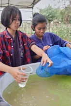 671213 ภาพ การเลี้ยงผำในอ่างพลาสติก ปสช.บิวตี้ บอส 63.jpg