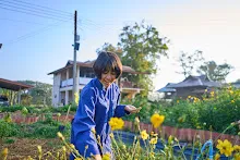 680608 สมุนพระรามเก็บเมล็ดพันธุ์ดอกไม้กินได้ที่สวน ไปขนดินปลูก 84.jpg