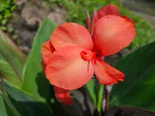 แดงดำเด่น Bronz scarlet 6.jpg