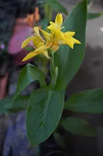เหลืองธรรมดา Tropical yellow 14.JPG