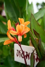 680424 ดอกพุทธรักษาในสวนครอบครัวน่ารัก 41.jpg