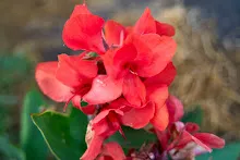 แดงสดใส Red scarlet 1.jpeg
