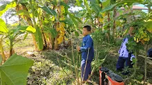 671130 นร.สมุนพระราม ฉีดพ่นจุลินทรีย์ B16 รักษากล้วยตายพราย  15.jpg