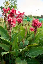 สวนน่ารักใหญ่ Large Crimson Beauty 13.jpeg