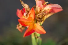 คลีโอพัตรา ส้ม Cleopatra orange 3.jpeg