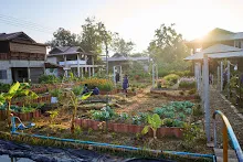 680608 สมุนพระรามเก็บเมล็ดพันธุ์ดอกไม้กินได้ที่สวน ไปขนดินปลูก 51.jpg