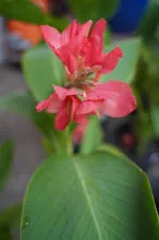 ชมพูภุมรัตน์ Coral pink 10.JPG