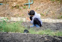 680224 วันบวร ชาวชุมชนสีแดง และ นร.ม.1 ปลูกหัวไชเท้า 112.jpg