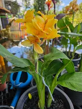 เหลืองอุบล Ubon Yellow 20.jpg