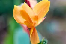 680424 ดอกพุทธรักษาในสวนครอบครัวน่ารัก 141.jpg
