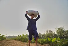 680303 วันบวร เก็บมะเขือ ที่สวนลานกราบ นร.ม.3 ม.ปลาย ชาวชุมชน 13.jpg
