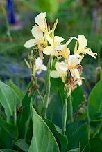 ขาวธรรมดา Tropical white 8.jpg