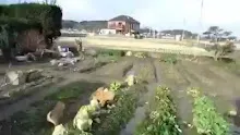 หมากินผัก dog eating (Low).mp4