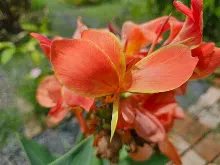ส้มแสงสว่าง Orange Light 1.jpg