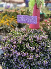 680212 สสธ.ไปทัศนศึกษาที่งานเกษตรอีสานใต้ ม.อุบล 54.jpg