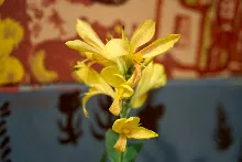 เหลืองประกายดาว Yellow freckle 4.jpg