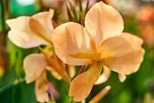 ไม่ท้อ Peach pastel 2.jpg