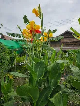 คลีโอพัตราสองสี 3.jpg