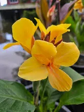 เหลืองอุบล Ubon Yellow 14.jpg