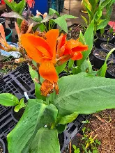 สีอำไพ Seeumpai 9.jpg