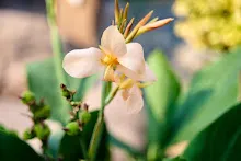 680218 สมุนพระราม เพาะควบแน่น เมล็ดพุทธรักษาที่ได้ผสมพันธุ์ข้ามสี  30.jpg