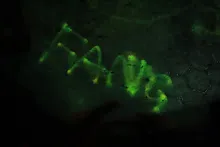 IMG_1520.JPG
