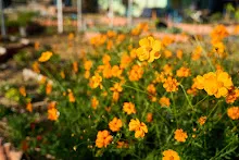680117 สมุนพระรามปรับปรุงสวน ทาสีเสาป้ายสวนครอบครัวน่ารัก 30.jpg