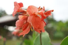 680424 ดอกพุทธรักษาในสวนครอบครัวน่ารัก 368.JPG
