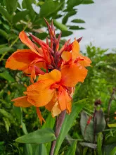 ส้มเบิกบาน Orange bloom 1.jpg