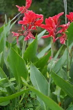 แดงดั้งเดิม Tropical red 5.JPG