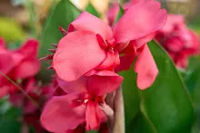 สวนน่ารักใหญ่ Large Crimson Beauty 8.jpg