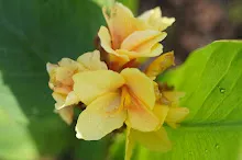 เหลืองอุบล Ubon Yellow 4.JPG