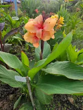 ส้มอุบล Ubon Orange 15.jpg