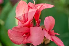 สวนน่ารักเล็ก Small Crimson Beauty 8.jpg