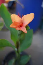 680424 ดอกพุทธรักษาในสวนครอบครัวน่ารัก 321.JPG