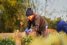 680204 สสธ.ชาวชุมชน สีเหลืองสีแดง เก็บถั่วพุ่มนาลานกราบ 12.jpg
