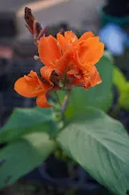 สีอำไพ Seeumpai 3.JPG