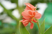 ชมพูภุมรัตน์ Coral pink 8.JPG