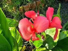 สวนน่ารักเล็ก Small Crimson Beauty 11.jpg