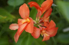 ผู้รับใช้ Tropical Salmon 25.JPG