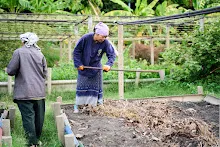 680224 วันบวร ชาวชุมชนสีแดง และ นร.ม.1 ปลูกหัวไชเท้า 106.jpg
