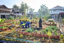 680608 สมุนพระรามเก็บเมล็ดพันธุ์ดอกไม้กินได้ที่สวน ไปขนดินปลูก 101.jpg