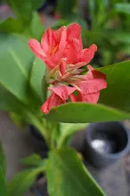 ชมพูภุมรัตน์ Coral pink 4.JPG