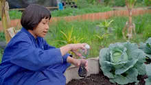 680308 สมุนพระราม ทดสอบ pH ของดินด้วยน้ำสะกัดดอกอัญชัน 11.jpg