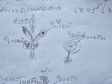 680221 สมุนพระรามหัดสังเกต 9 อาการผิดปกติของพืช 2.jpg